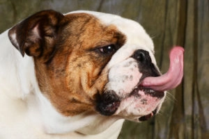 Bulldog Licking
