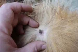 Embedded tick