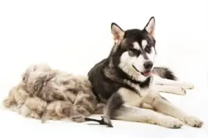 Husky laying next to a pile of fur