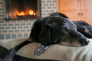 Old Dog laying down