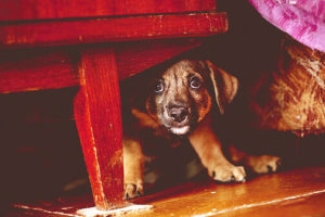 Scared puppy hiding under a table