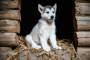 Husky puppy sitting in shed