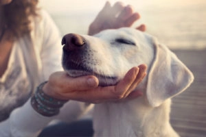 Good dog that is well socialized with people