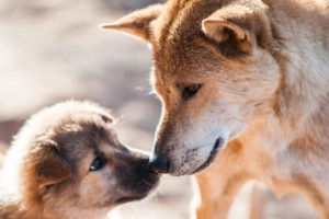 Two dogs touching noses