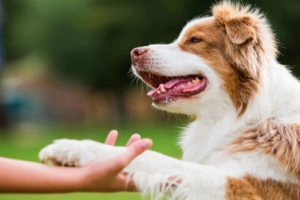 Handshake