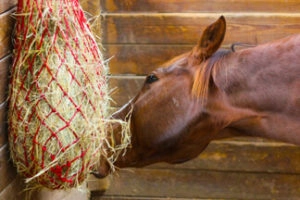 Horse eating out of a hay net