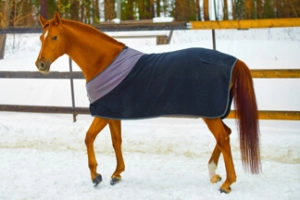 Horse wearing a blanket to keep warm