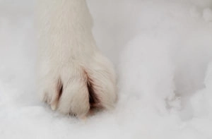 Snowy Paws