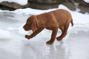 Dog walking on ice