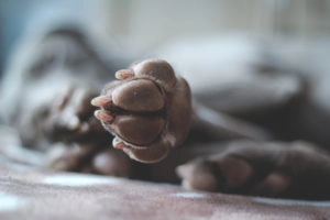 Toe beans
