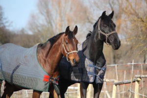 Two Horses wearing blankets