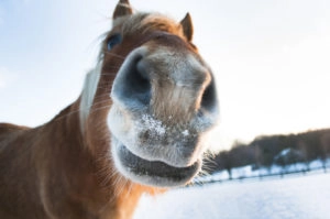 Funny picture of close up horse nose with snow on nose