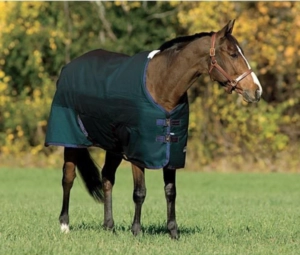Horse standing in grassy field wearing green blanket