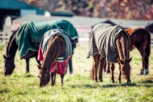 horses wearing blankets