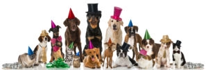 Dogs in party hats