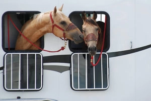 Horses in trailer