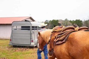 Horse loading up onto trailer