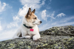 dog wearing collar lying on rock with blue sky and clouds in background