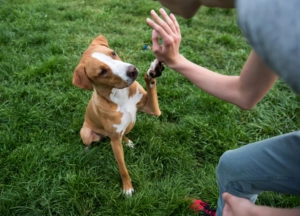 cute puppy sitting in grass and giving owner a high five