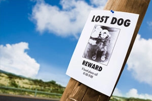 image of lost dog poster on light pole