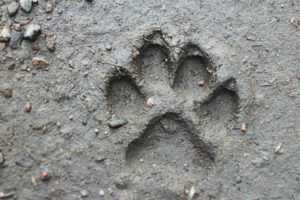 Muddy paw print