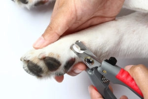 Nail Trim