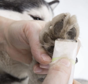 Shaving paws