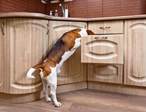 Beagle playing search for it