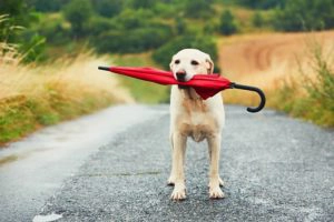 Dog holding an umbrella