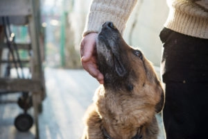 Good dog getting pets