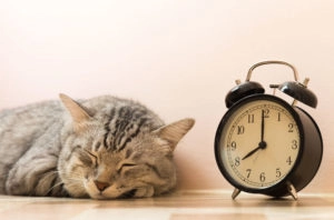 Cat next to alarm clock