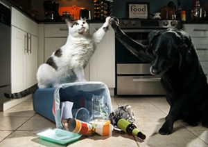 Cat and dog high fiving