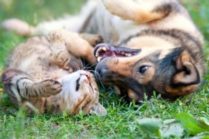 Dog and cat rolling around