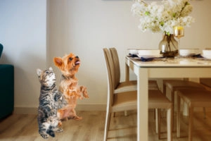 Cat and dog begging