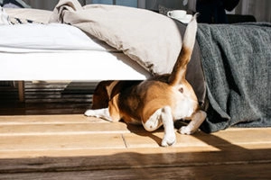 dog under bed