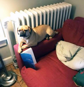 Dog sitting on couch arm