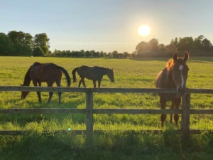 Horses in a field