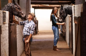 Horses in stalls