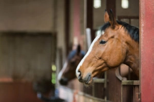 horse in stall