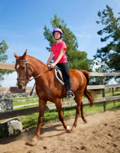 Horse trotting