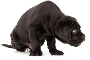 Black lab puppy