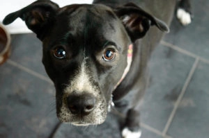 Black pitbul being absolutely adorable