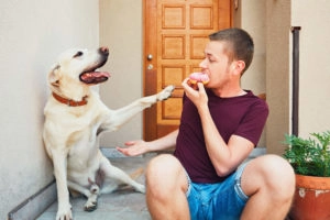 Dog bonding with owner