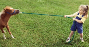 Stubborn pony