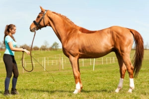 confirmation shot of chestnut horse