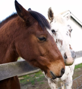 Two horses just chatting
