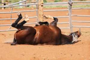 Horse rolling