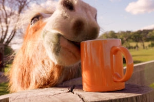 Horse trying to drink out of a mug