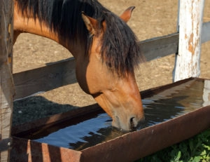 Horse drinking