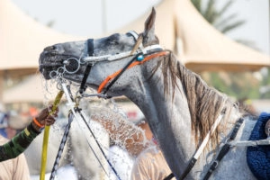 horse getting hosed